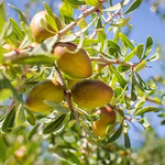 Top 5 Uses of Argan Care