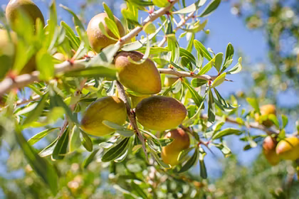 Top 5 Uses of Argan Care