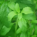Scientists Discover How Stevia Controls Blood Sugar