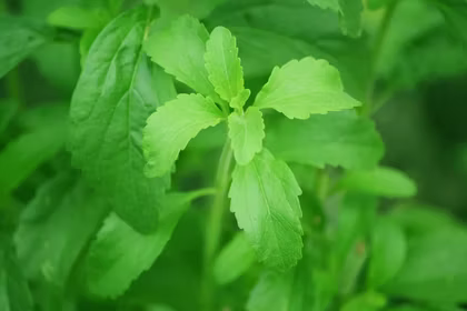 Scientists Discover How Stevia Controls Blood Sugar
