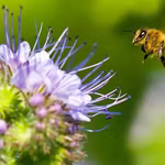 What is Monofloral Honey? | QNet Knowledge Series
