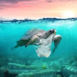 Plastic Free July