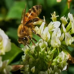 World Bee Day