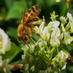 World Bee Day